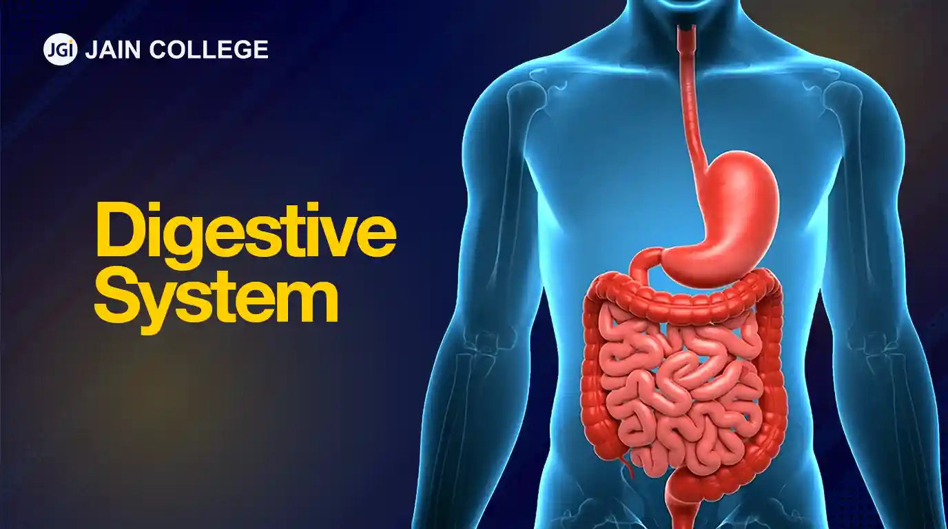 Digestive health